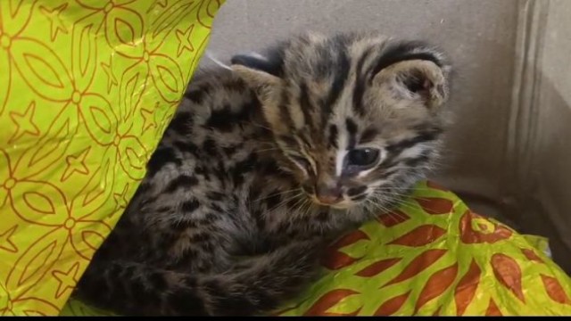 Tripura Police rescued a Leopard Cat from Agartala under the East PS on Sep 1, 2024